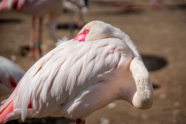 Beautiful Shot Flamingos Zoo — Stock Photo, Image