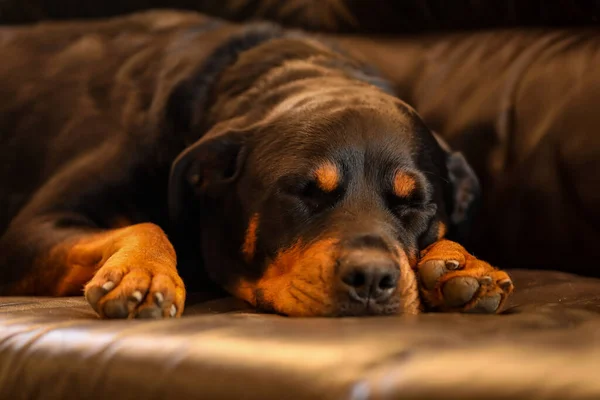 Крупный План Милой Домашней Собаки Ротвейлера Спящей Кожаном Диване — стоковое фото