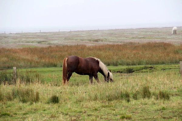 Juist Germany Sep 2013 Landscape Nature Northern Sea Island Juist — 스톡 사진