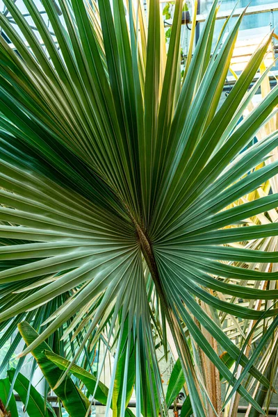 Een Verticaal Close Shot Van Bladeren Van Een Exotische Plant — Stockfoto