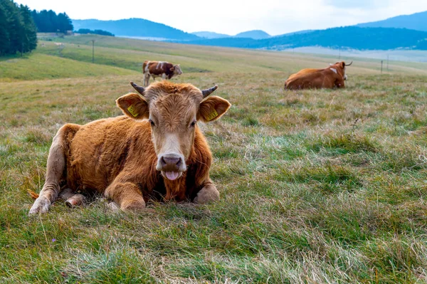 Una Vaca Descansando Las Colinas Cubiertas Hierba — Foto de Stock