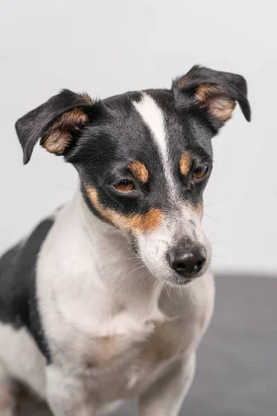 Gros Plan Jack Russell Terrier Brun Blanc Posant Dans Studio — Photo