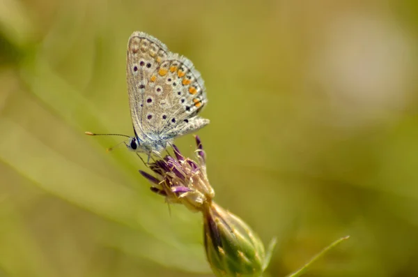 Zbliżenie Ujęcia Motyla Kwiatku — Zdjęcie stockowe
