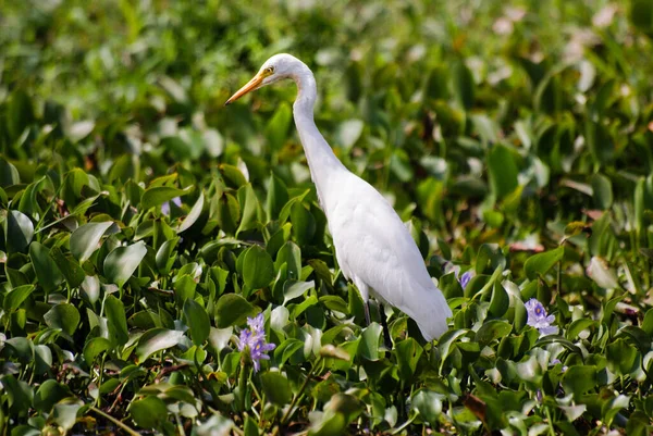Closeup Shot Adorable White Egret — Stock Photo, Image