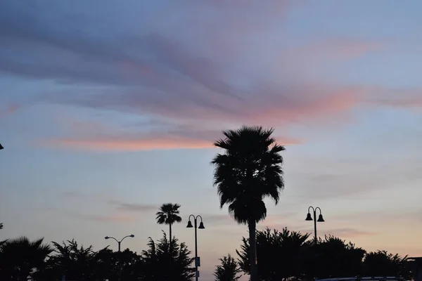 Een Prachtig Uitzicht Palmboom Silhouetten Tegen Zonsondergang Hemel — Stockfoto
