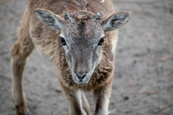 Closeup Shot White Tailed Deer Green Grass — Stock Photo, Image
