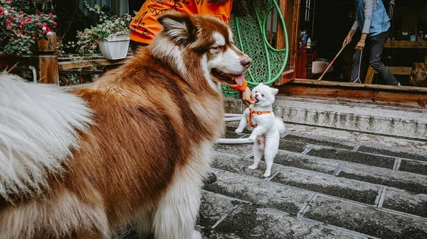 Zlanda Çoban Köpeği Nin Yakın Plan Fotoğrafı — Stok fotoğraf