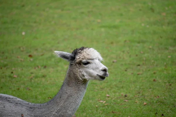 Een Close Van Een Witte Lama Het Gras — Stockfoto