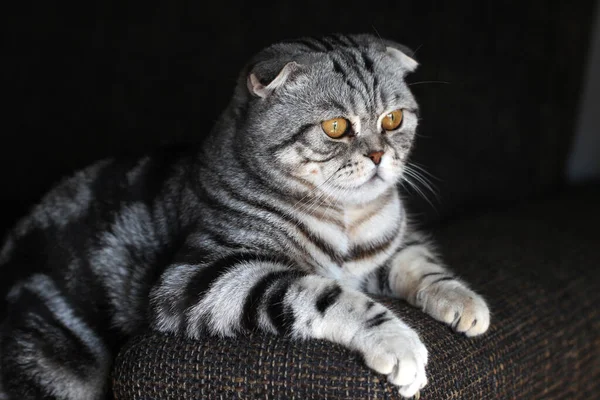 Primer Plano Lindo Gatito Británico Taquigrafía Sobre Fondo Negro — Foto de Stock