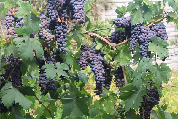 Enfoque Selectivo Racimos Uvas Maduras Vino Tinto Vid —  Fotos de Stock