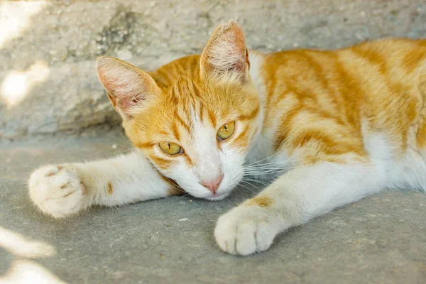 Selektiv Fokusbild Orange Katt Som Ligger Marken — Stockfoto