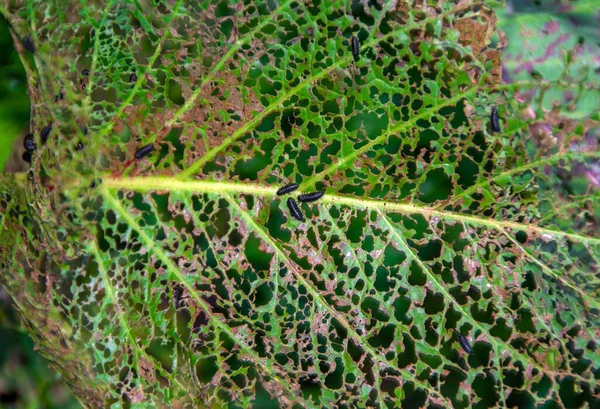 Horní Pohled Zelený List Napadený Larvami Chrysomelidae — Stock fotografie