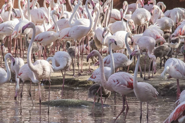 Una Palmadita Flamencos Rosados Lago — Foto de Stock