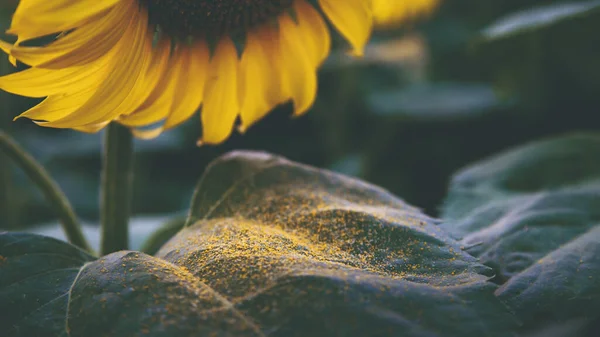 一张带有种子的美丽向日葵的特写照片 — 图库照片