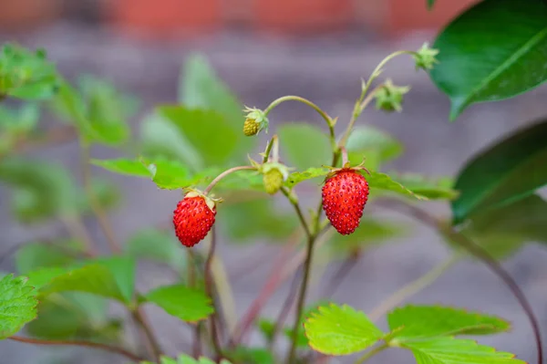 Een Selectieve Focus Shot Van Wilde Aardbeien — Stockfoto