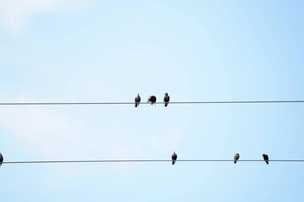 Colpo Basso Angolo Uccelli Sul Cavo — Foto Stock