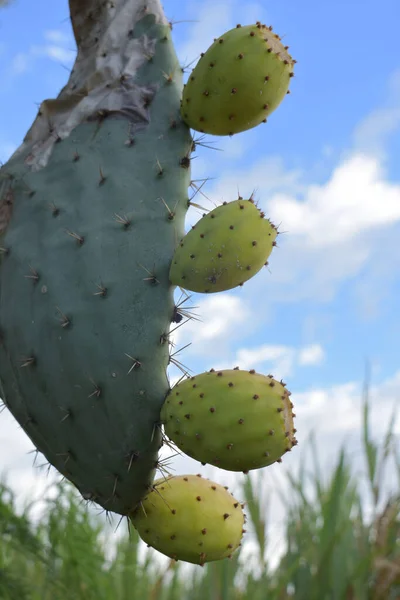 A closeup of a prickly pear cactus plant