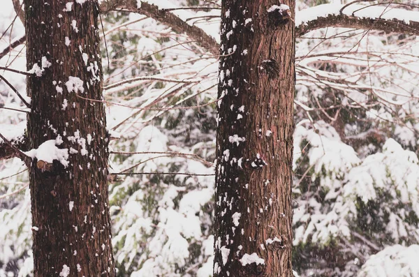 Belo Tiro Galhos Árvore Cobertos Neve Conceito Inverno — Fotografia de Stock