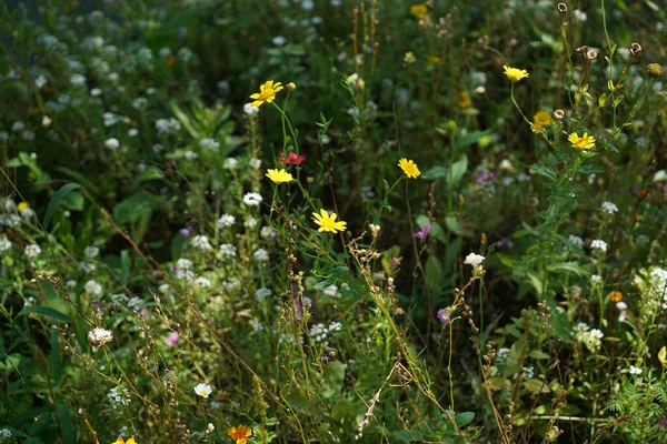 Eine Nahaufnahme Von Niedlichen Blumen Sonnenlicht — Stockfoto