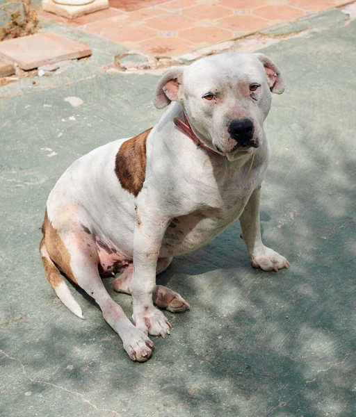 地面に座っているかわいい白いカモメの犬のクローズアップショット — ストック写真