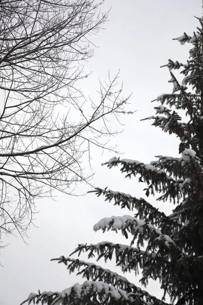 Ein Vertikaler Schuss Schneebedeckter Fichtenzweige — Stockfoto