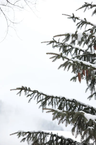 Eine Vertikale Aufnahme Von Schneebedeckten Fichtenzweigen Mit Zapfen — Stockfoto