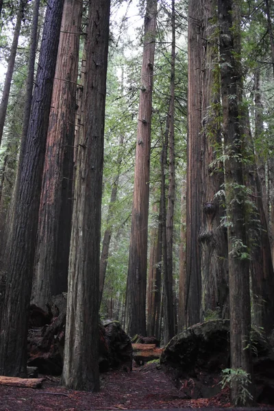 Вертикальний Знімок Щільного Лісу Високими Деревами — стокове фото