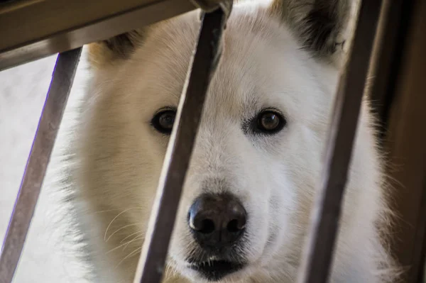 Egy Közelkép Egy Fehér Samoyed Kutyáról Kerítés Mögött — Stock Fotó