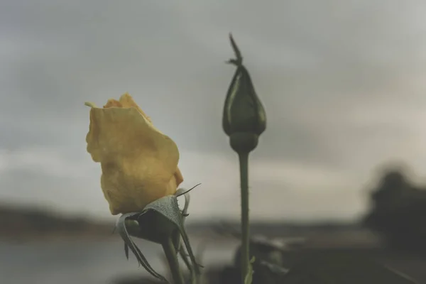 Eine Selektive Aufnahme Gelber Rosen Einem Bewölkten Tag — Stockfoto
