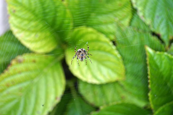 蜘蛛在蜘蛛网上的有选择的焦点 — 图库照片