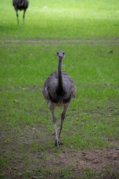 Een Verticaal Schot Van Een Struisvogel Lopend Het Gras — Stockfoto