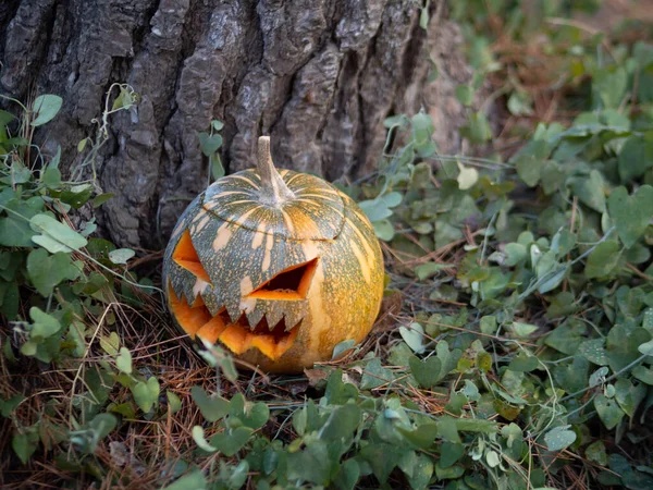 Primer Plano Una Calabaza Aterradora Para Una Fiesta Halloween — Foto de Stock