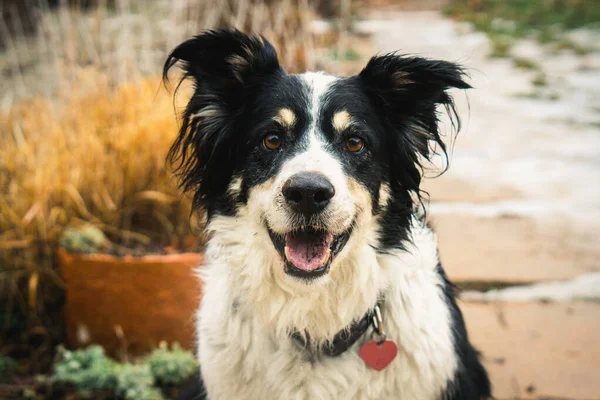 Egy Közeli Felvétel Egy Imádnivaló Határ Menti Collie Ról — Stock Fotó