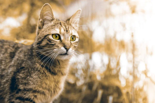 Eine Selektive Fokusaufnahme Einer Braunen Katze Mit Einem Bokeh Hintergrund — Stockfoto