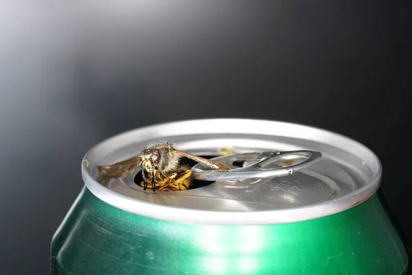 Closeup Bee Soda Can Gray Blurry Background — Stock Photo, Image