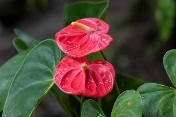 Zbliżenie Ujęcie Czerwonych Kwiatów Anthurium — Zdjęcie stockowe