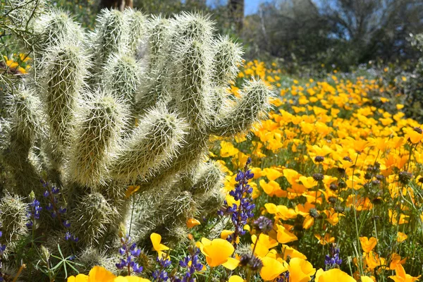 Cactus Agudo Campo Cubierto Flores Ideal Para Fondos Pantalla —  Fotos de Stock