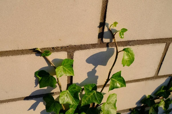Wysokie Ujęcie Kąta Bluszczowej Rośliny Ścianie — Zdjęcie stockowe