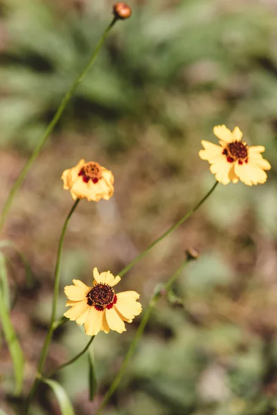 Selektywne Ujęcie Ostrości Kwiatu Coreopsis Terenie — Zdjęcie stockowe