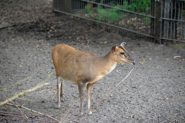 Small Deer Standing Zoo — Stock Photo, Image