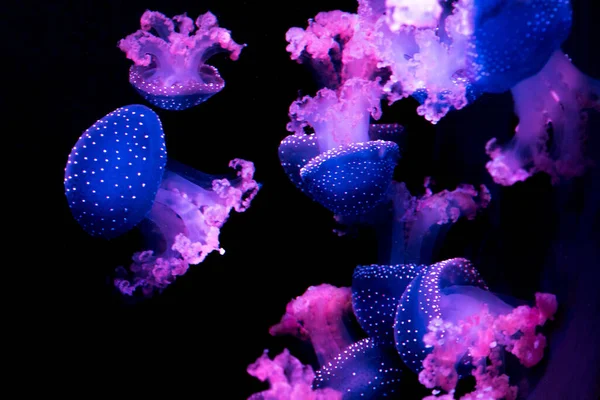 Beautiful Closeup Shot Spotted Purple Jellyfish Dark Water — Stock Photo, Image