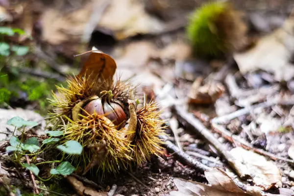 Een Close Focus Shot Van Kastanje Opkomend Uit Bug — Stockfoto