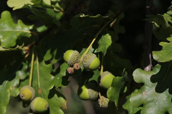 Селективный Фокус Дубовой Ветви Зелеными Листьями Желудями — стоковое фото