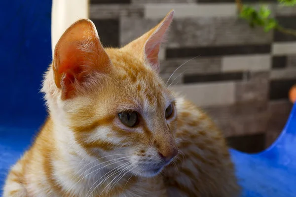 Крупный План Сидящего Оранжевого Бразильского Короткошерстного Кота Стуле — стоковое фото