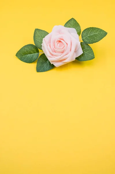 Světle Růžová Zahrada Růže Žlutém Pozadí — Stock fotografie