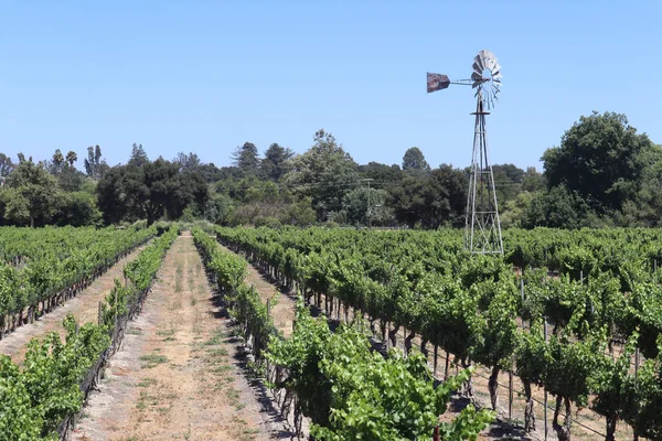 Hermoso Paisaje Viñedo Día Soleado — Foto de Stock