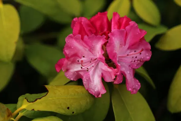 Rhododendron Blüht Frühlingsgarten — Stockfoto