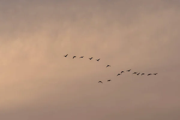 Uma Vista Bando Pássaros Voando Belo Céu Durante Pôr Sol — Fotografia de Stock