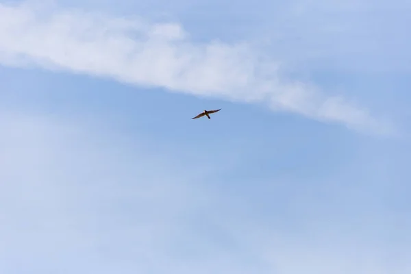 Ein Tiefflug Eines Fliegenden Vogels — Stockfoto