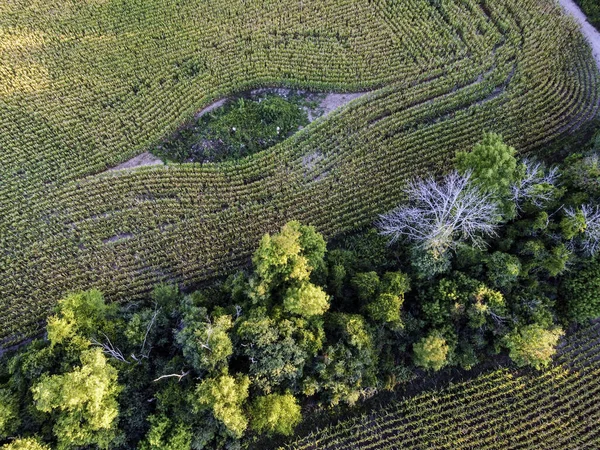 Tiro Aéreo Campo Verde Com Grama Árvores — Fotografia de Stock